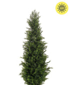 Künstliche Grüne Zeder - Marpel | 120 cm