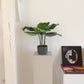 Künstliche Calathea - Mathilda | 50 cm