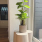 Künstliche Philodendron - Phoebe | 80 cm