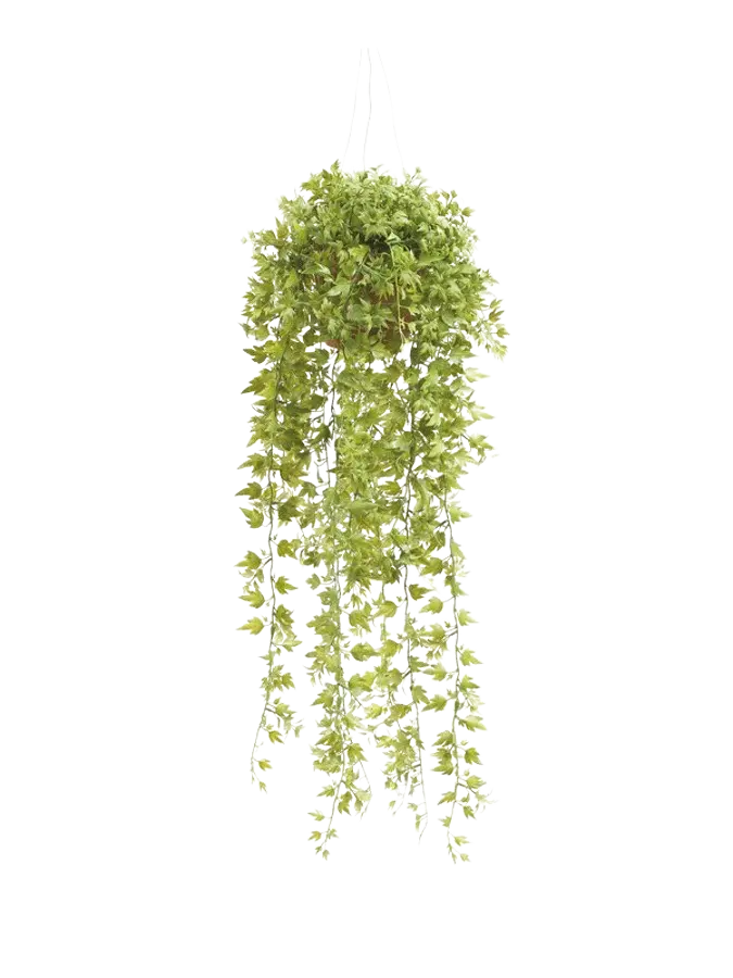 Künstliche Hänge-Efeu - Kathrin auf transparentem Hintergrund mit echt wirkenden Kunstblättern. Diese Kunstpflanze gehört zur Gattung/Familie der "Efeu" bzw. "Kunst-Efeu".