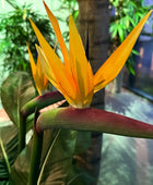 Künstliche Strelitzia - Charlotte | 130 cm | Kunstpflanze von aplanta