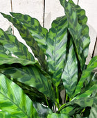 Künstliche Calathea - Jane | 84 cm | Kunstpflanze von aplanta