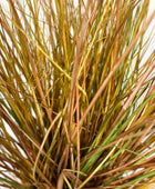 Künstliches Gras - Mia | 50 cm | Kunstpflanze von aplanta