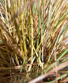 Künstliches Gras - Mia | 65 cm | Kunstpflanze von aplanta
