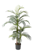 Hochwertige Kunstpalme auf transparentem Hintergrund mit echt wirkenden Kunstblättern in natürlicher Anordnung. Künstliche Areca Palme - Bobby hat die Farbe Natur und ist 170 cm hoch. | aplanta Kunstpflanzen