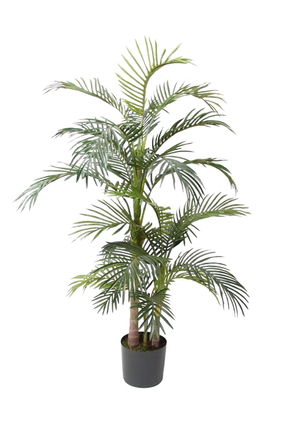 Hochwertige Kunstpalme auf transparentem Hintergrund mit echt wirkenden Kunstblättern in natürlicher Anordnung. Künstliche Areca Palme - Bobby hat die Farbe Natur und ist 170 cm hoch. | aplanta Kunstpflanzen