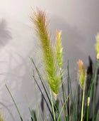 Künstlicher Fuchsschwanz - Henry | 90 cm | Kunstpflanze von aplanta