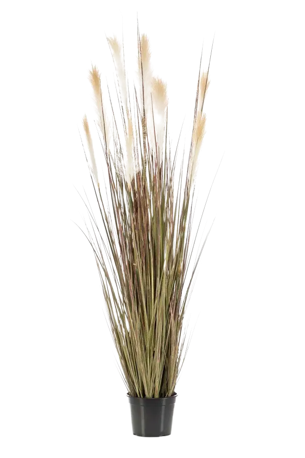 Hochwertiges Pampasgras künstlich auf transparentem Hintergrund mit echt wirkenden Kunstblättern in natürlicher Anordnung. Künstliches Pampasgras - Franziska hat die Farbe Grün und ist 150 cm hoch. | aplanta Kunstpflanzen