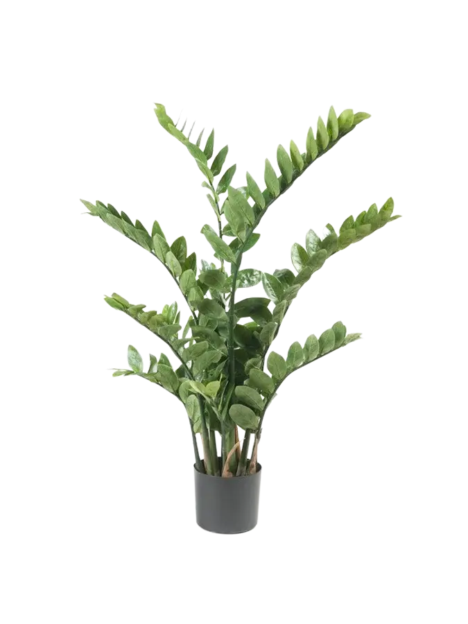 Künstliche Zamioculcas - Elena auf transparentem Hintergrund mit echt wirkenden Kunstblättern. Diese Kunstpflanze gehört zur Gattung/Familie der "Zamioculcas" bzw. "Kunst-Zamioculcas".