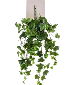 Künstliche Hänge-Efeu - Richard auf transparentem Hintergrund mit echt wirkenden Kunstblättern. Diese Kunstpflanze gehört zur Gattung/Familie der 