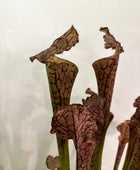 Künstliche Sarracenia - Arda | 65 cm | Kunstpflanze von aplanta