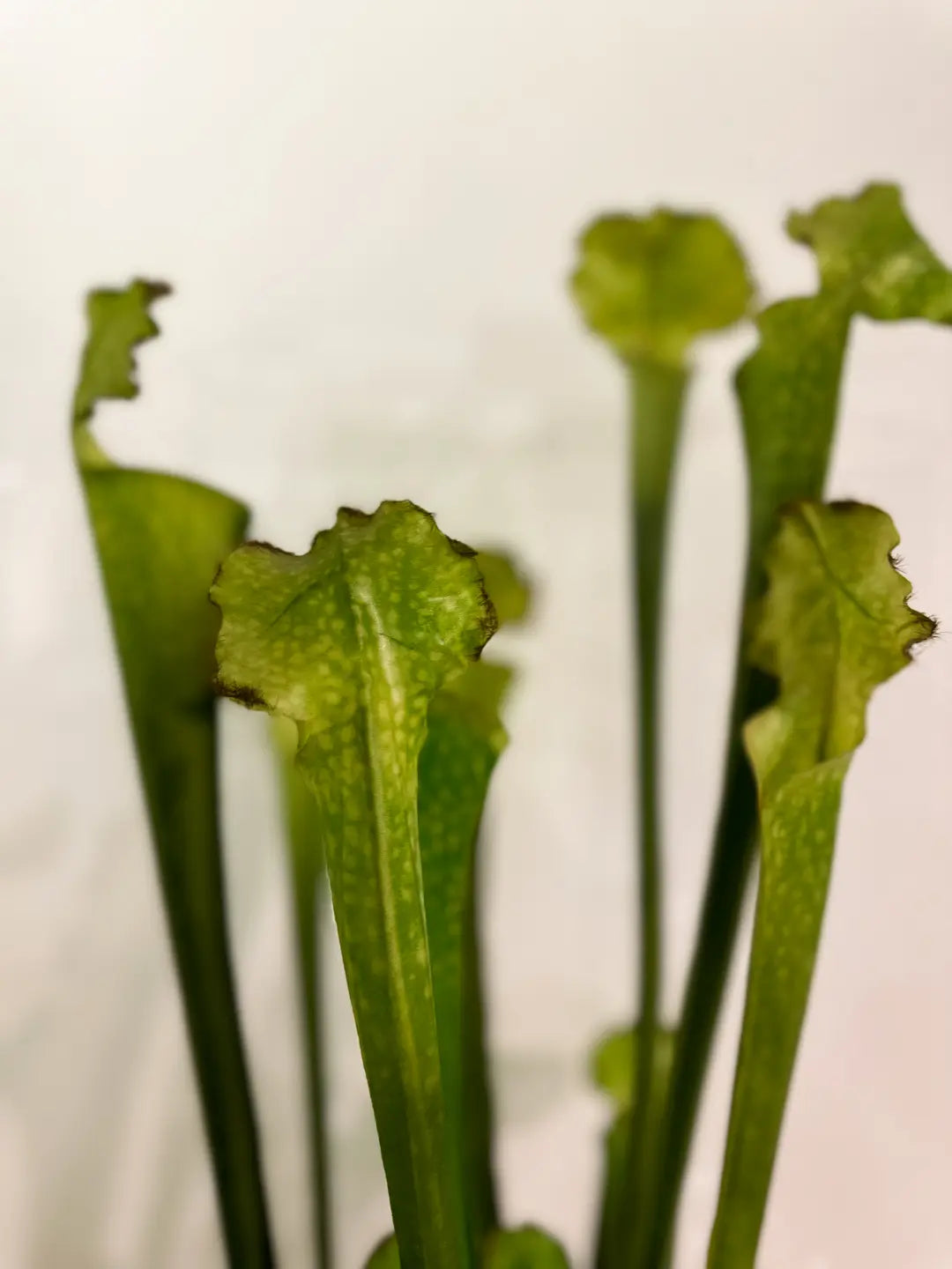 Künstliche Sarracenia - Andre | 65 cm | Kunstpflanze von aplanta