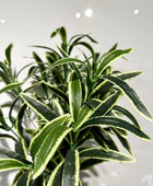 Künstliche Grünlilie - Beren | 40 cm | Kunstpflanze von aplanta