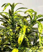 Künstliche Grünlilie - Bettina | 40 cm | Kunstpflanze von aplanta