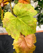 Künstliche Weinreben Girlande - Bjarne | 180 cm | Kunstpflanze von aplanta