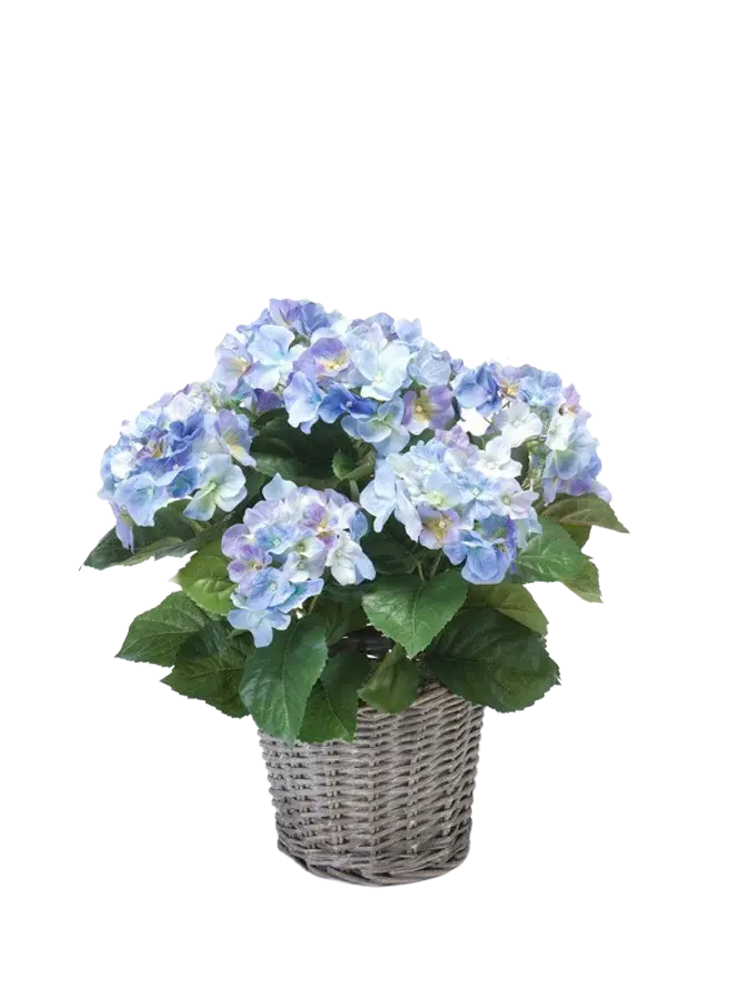 Künstliche Hortensie - Levi auf transparentem Hintergrund mit echt wirkenden Kunstblättern. Diese Kunstpflanze gehört zur Gattung/Familie der "Hortensien" bzw. "Kunst-Hortensien".