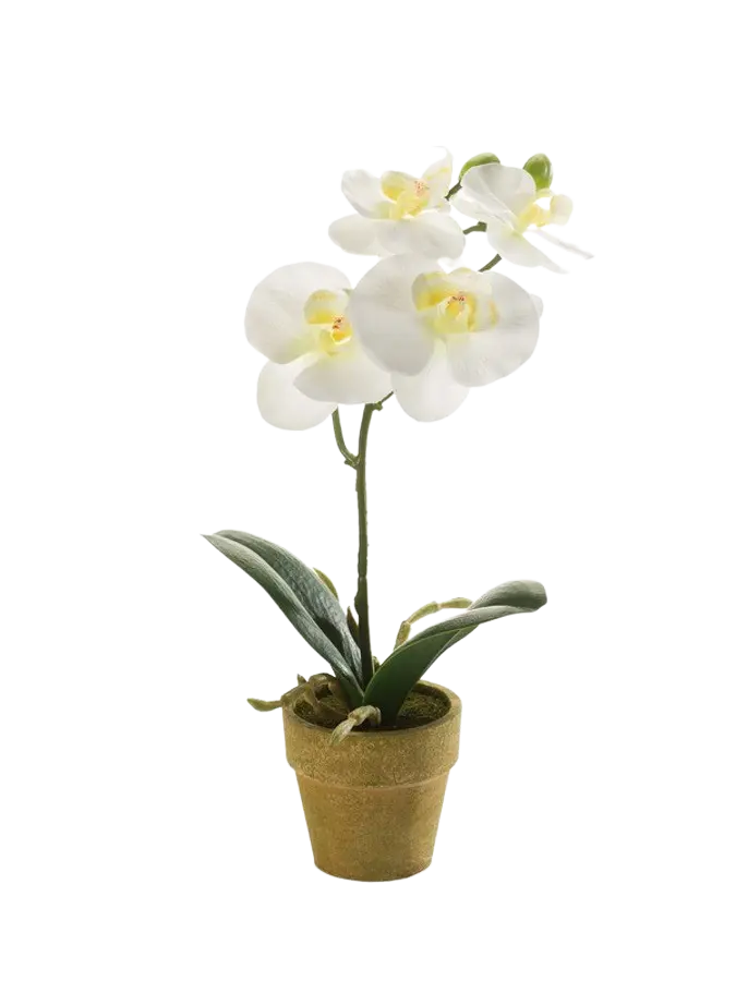 Künstliche Orchidee - Louisa auf transparentem Hintergrund mit echt wirkenden Kunstblättern. Diese Kunstpflanze gehört zur Gattung/Familie der "Orchideen" bzw. "Kunst-Orchideen".