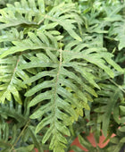 Künstlicher Frauenfarn - Caroline | 90 cm | Kunstpflanze von aplanta