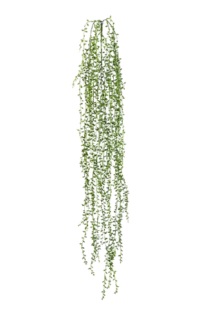 Hochwertige künstliche Hängepflanze auf transparentem Hintergrund mit echt wirkenden Kunstblättern in natürlicher Anordnung. Künstliche Erbsenpflanze - Eric hat die Farbe Natur | aplanta Kunstpflanzen