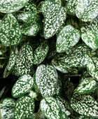 Künstliche Hypoestes - Efe | Kunstpflanze von aplanta