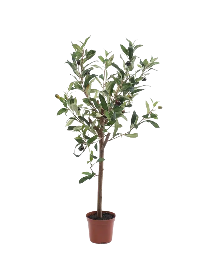 Künstlicher Olivenbaum - Carina auf transparentem Hintergrund mit echt wirkenden Kunstblättern. Diese Kunstpflanze gehört zur Gattung/Familie der "Olivenbäume" bzw. "Kunst-Olivenbäume".