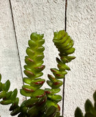 Künstliche Crassula - Hedi | 17 cm | Kunstpflanze von aplanta