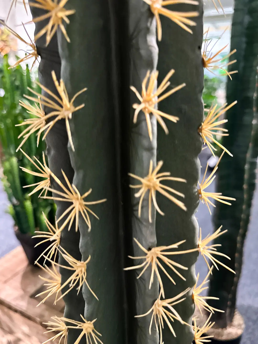 Künstlicher Kaktus - Hendrik, 206 cm