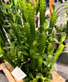 Künstlicher Kaktus - Hermine | 64 cm | Kunstpflanze von aplanta