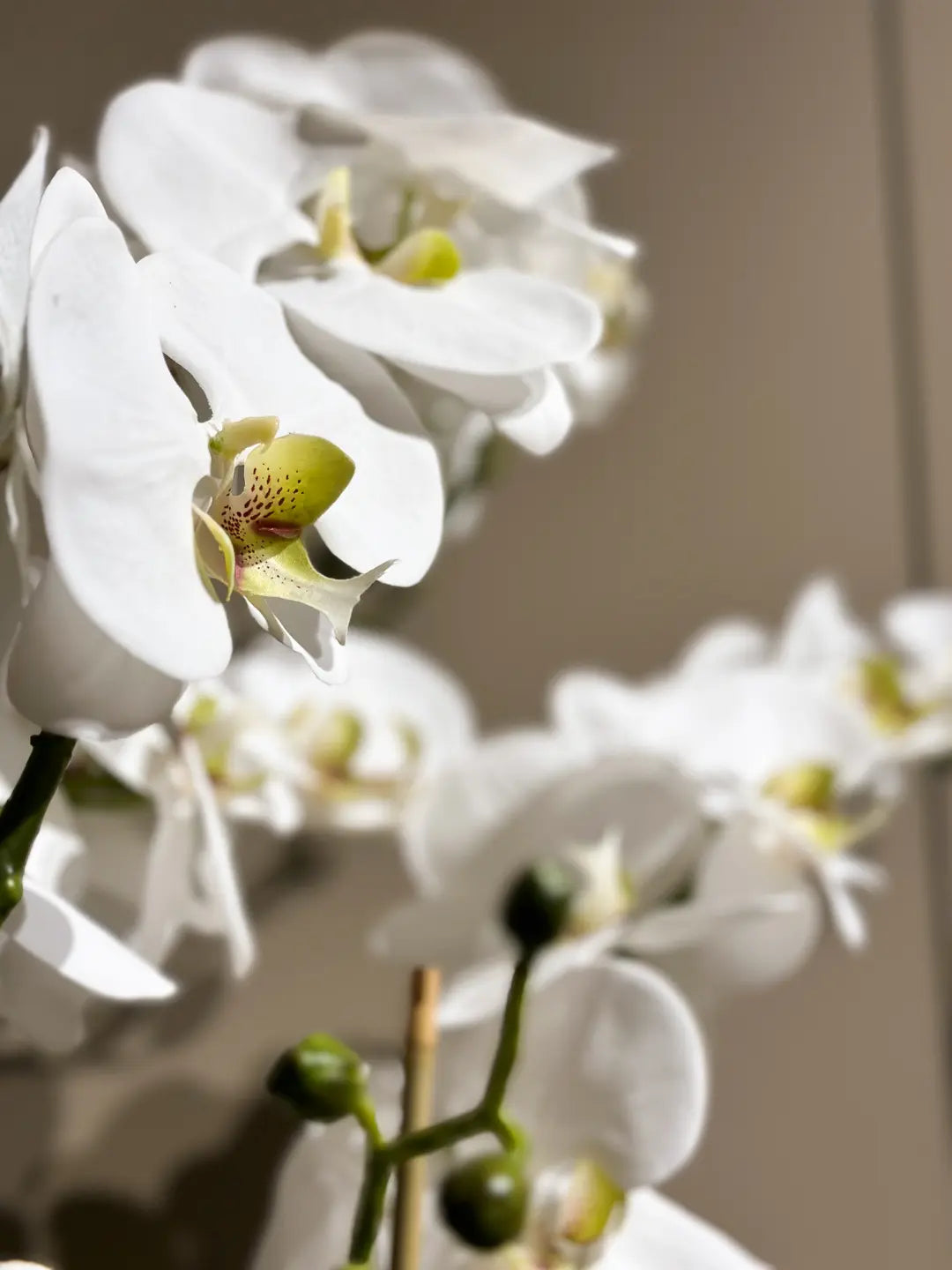 Künstliche Orchidee - Marie | 70 cm | Kunstblume von aplanta