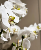 Künstliche Orchidee - Marie | 70 cm | Kunstblume von aplanta