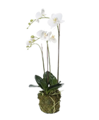 Künstliche Orchidee - Marie auf transparentem Hintergrund mit echt wirkenden Kunstblättern. Diese Kunstpflanze gehört zur Gattung/Familie der 