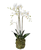 Künstliche Orchidee - Marie auf transparentem Hintergrund mit echt wirkenden Kunstblättern. Diese Kunstpflanze gehört zur Gattung/Familie der 