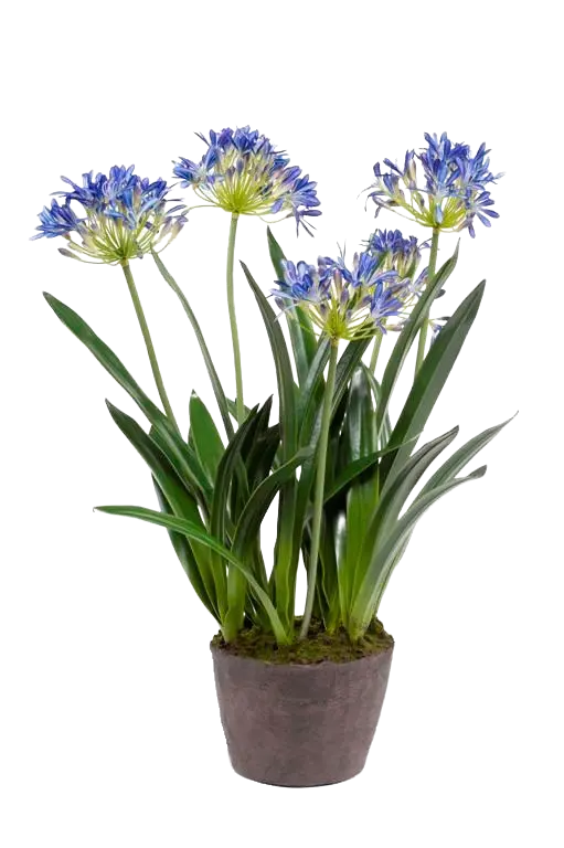 Künstliche Schmucklilie - Maria auf transparentem Hintergrund mit echt wirkenden Kunstblättern. Diese Kunstpflanze gehört zur Gattung/Familie der "Schmucklilien" bzw. "Kunst-Schmucklilien".