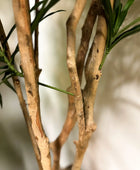 Künstlicher Drachenbaum - Hauke | 150 cm | Kunstbaum von aplanta