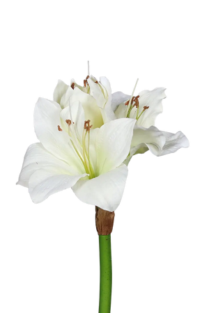 Künstliche Amaryllis - Pauline auf transparentem Hintergrund mit echt wirkenden Kunstblättern in natürlicher Anordnung. Künstliche Amaryllis - Pauline hat die Farbe weiß und ist 50 cm hoch. | aplanta Kunstpflanzen