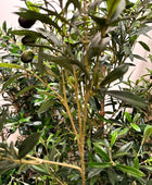 Künstlicher Olivenbaum - Ian | 180 cm | Kunstbaum von aplanta