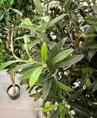 Künstlicher Olivenbaum - Ian | 180 cm | Kunstbaum von aplanta