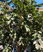 Künstlicher Ficus Baum - Nero | 315 cm | Kunstbaum von aplanta
