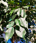 Künstlicher Ficus Baum - Nero | 315 cm | Kunstbaum von aplanta