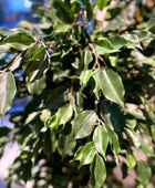 Künstlicher Ficus - Jannik | 180 cm | Kunstbaum von aplanta