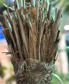 Künstliche Dattelpalme - Kian | 210 cm | Kunstbaum von aplanta