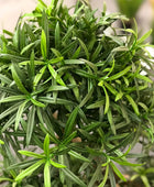 Künstlicher Podocarpus - Phil | 120 cm | Kunstpflanze von aplanta