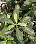 Künstlicher Pittosporum - Pierre | 120 cm | Kunstpflanze von aplanta