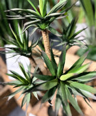 Künstliche Agave - Prince | 70 cm | Kunstpflanze von aplanta