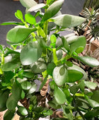 Künstlicher Geldbaum - Poyraz | 60 cm | Kunstpflanze von aplanta