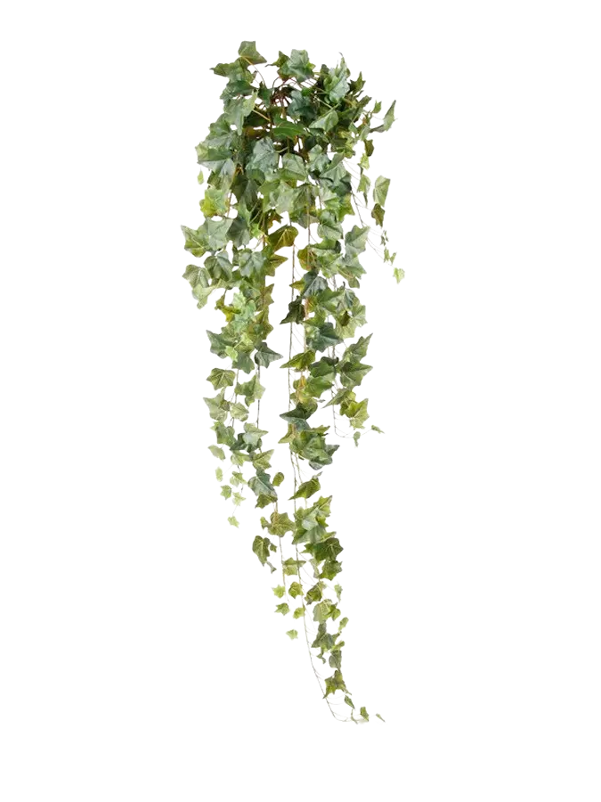 Künstlicher Hänge-Efeu - Lennart auf transparentem Hintergrund mit echt wirkenden Kunstblättern. Diese Kunstpflanze gehört zur Gattung/Familie der "Efeu" bzw. "Kunst-Efeu".