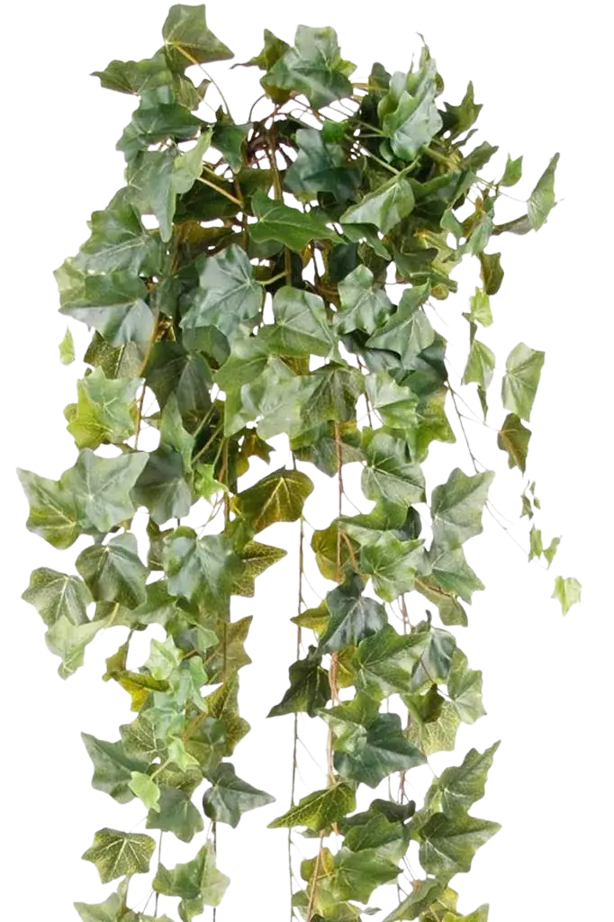Künstlicher Hänge-Efeu - Lennart | 120 cm auf transparentem Hintergrund, als Ausschnitt fotografiert, damit die Details der Kunstpflanze bzw. des Kunstbaums noch deutlicher zu erkennen sind.