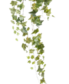 Künstlicher Hänge-Efeu - Lennart | 120 cm auf transparentem Hintergrund, als Ausschnitt fotografiert, damit die Details der Kunstpflanze bzw. des Kunstbaums noch deutlicher zu erkennen sind.
