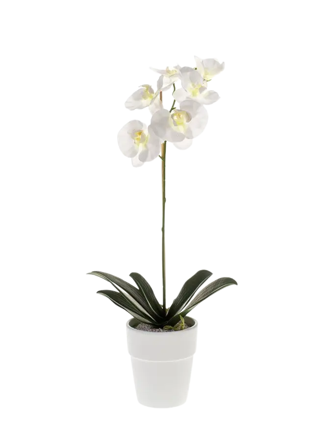 Künstliche Orchidee - Linus auf transparentem Hintergrund mit echt wirkenden Kunstblättern. Diese Kunstpflanze gehört zur Gattung/Familie der "Orchideen" bzw. "Kunst-Orchideen".