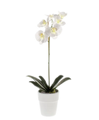 Künstliche Orchidee - Linus auf transparentem Hintergrund mit echt wirkenden Kunstblättern. Diese Kunstpflanze gehört zur Gattung/Familie der 